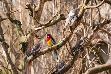 Zwergpapagei in einer Vogelvoliere