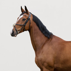 Obraz premium Portrait of a bay horse in the bridle on light background isolated