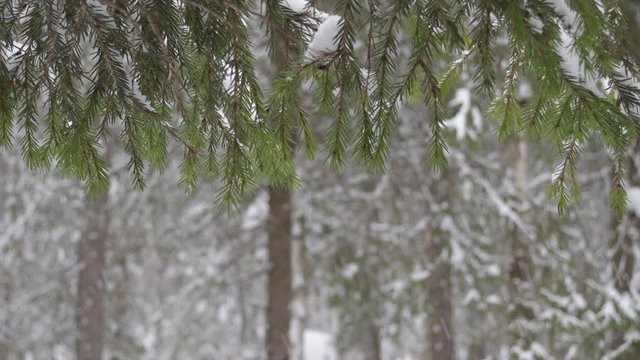 Winter fir branch tree covered with snowfall. Snowflakes falling