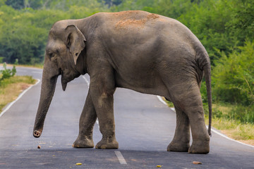 Fototapeta na wymiar Einzelner Elefant überquert die Straße im Nationalpark von Sri Lanka