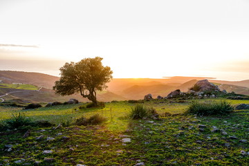 Lonely olive tree on the mountain in Cyprus, overlooking the Mediterranean Sea on a romantic sunset