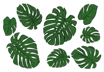 Zelfklevend Fotobehang Monstera Monstera bladeren van een tropische plant schets.