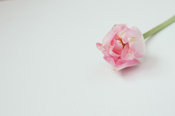 Macro view of pink single peony on white background, with copyspace