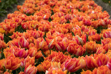 Tulip fields of the Bollenstreek, South Holland, Netherlands