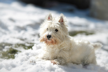 biały terier i zima © BARBARA