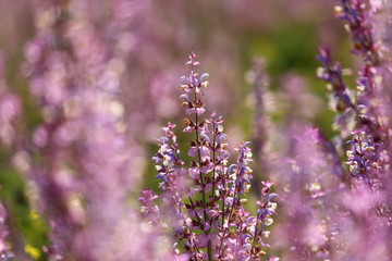 spring flowers in the field