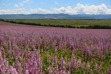 spring flowers in the field