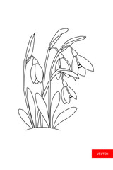 Outline snowdrops flowers isolated on white. Snowdrops flower in contour style.  Botanical illustration. Vector illustration.