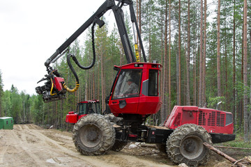 Obraz premium Harvester machine working in a forest leaving for the forest track. Wood industry in Russia