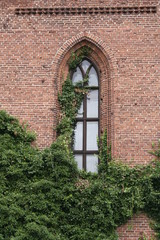 Fototapeta na wymiar A gothic window overgrown with ivy