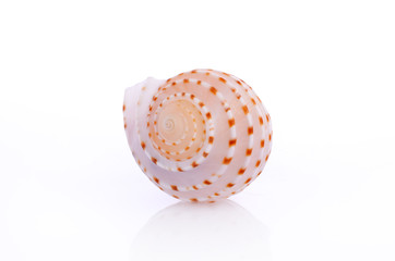 Shell isolated on white background