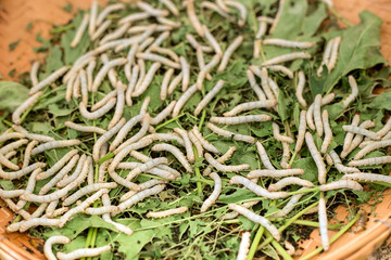 silk cocoons with silk worm on green mulberry leave