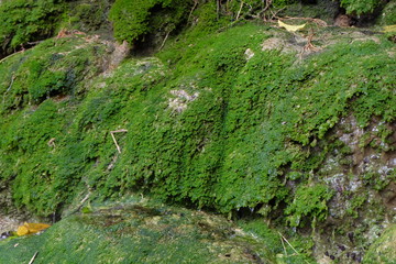 Fototapeta premium Moss and lichens