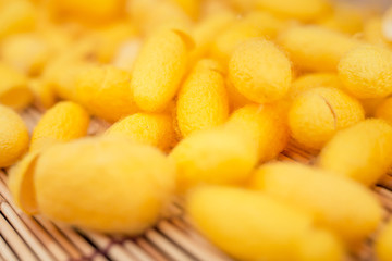 close up silkworm cocoon