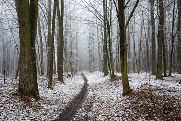 Path through the winter forest