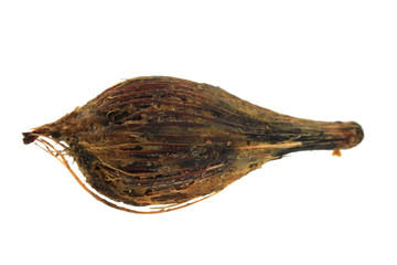 oil palm seed isolated