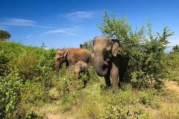 Fototapeta na wymiar Elephant family Elephas maximus, in Udawalawe national park