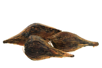 oil palm seeds isolated