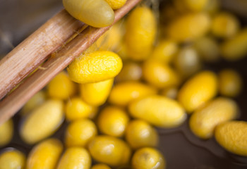 close up silkworm cocoon