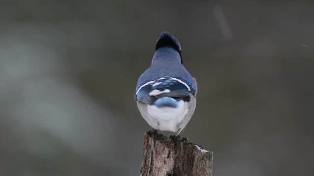 Blue Jay perched on a branch in winter