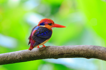  Black-backed Kingfisher in the nature, Thailand.