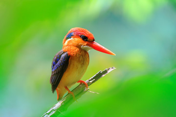  Black-backed Kingfisher in the nature, Thailand.