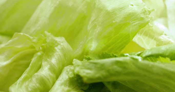 Fresh green lettuce