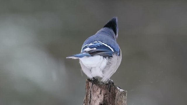 slow motion clip of blue Jay perched on branch in winter 