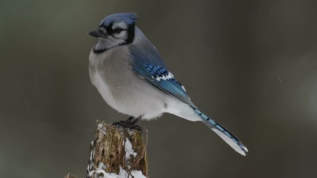 slow motion clip of blue Jay perched on branch in winter 