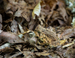 Toad in Dried Leaves