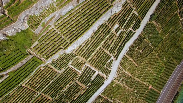 Vineyards terrace aerial shot. Agriculture and wine production in Europe