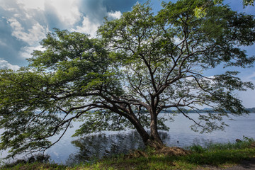 Obraz premium Baum im Tissa Wewa Stausee, Tissamaharama in Sri Lanka