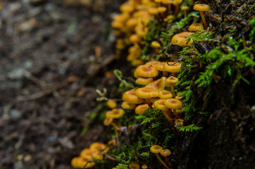 Tiny Orange Mushrooms Close Up
