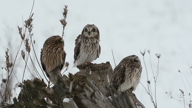 Short eared owl on a winter evening in rural Indiana