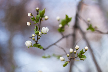 Spring flower buds starting to bloom on a branch