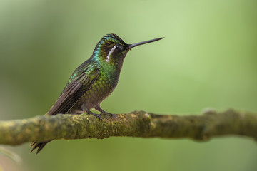 Fototapeta na wymiar Purple-throated Mountain Gem - Lampornis calolaemus, beautiful green long beaked hummingbird from Costa Rica La Paz Waterfall.