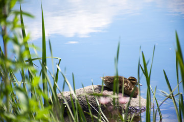 The little duck sits basking on a rock in the grass on the river bank.