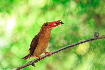 Ruddy Kingfisher