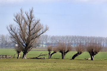 Polder landscape with trees