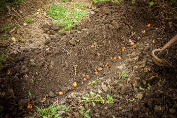 Landing onions in a row in the soil. Using the Chopper Tool.