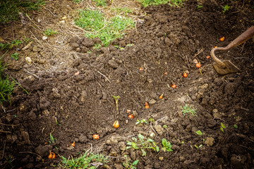 Landing onions in a row in the soil. Using the Chopper Tool.