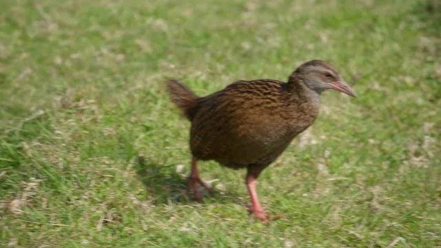 Close up Weka bird on grass, New Zealand.