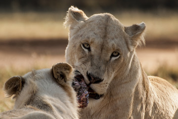 Hungry Lioness