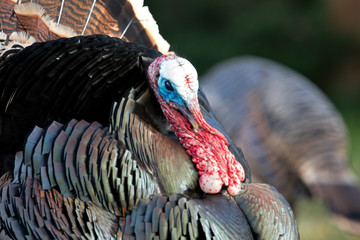 Wild Turkey