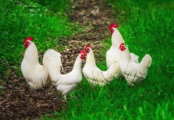 Kleine Gruppe aus glücklichen Hühnern und Hähnen im hohen Gras - Small group of happy chickens and cocks in the high grass