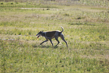 Greyhounds dogs happily playing outdoor in summer