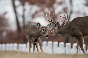 Fototapeta premium Whitetailed deer buck and doe