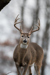Naklejka na ściany i meble Whitetailed deer buck
