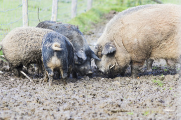 pigs of the mangalica breed