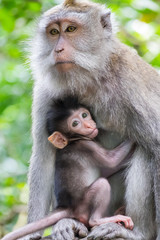 Naklejka na ściany i meble Female monkey with cute baby. Bali, Indonesia